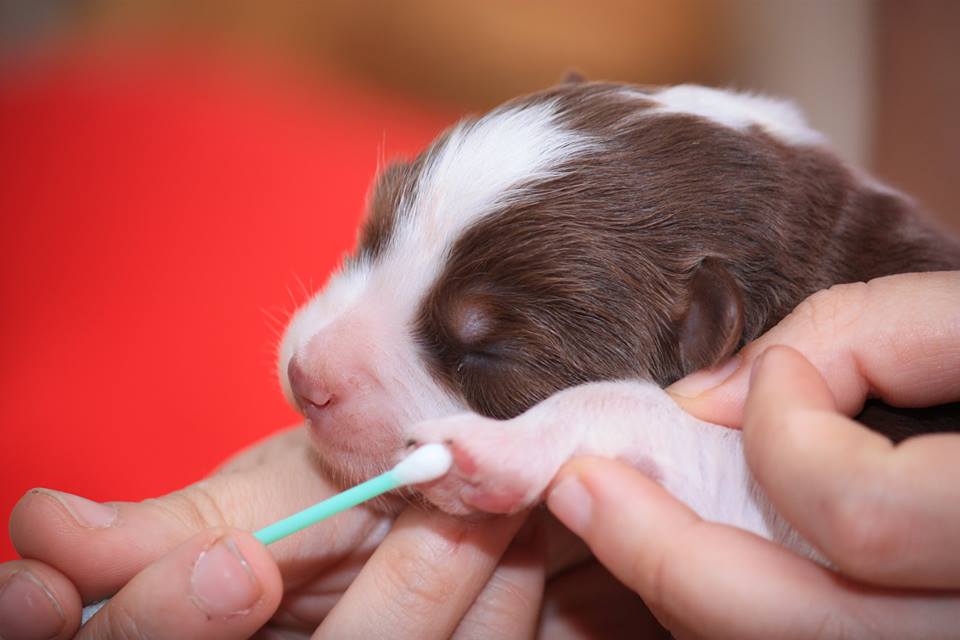 puppy being subjected to early neurological stimulation