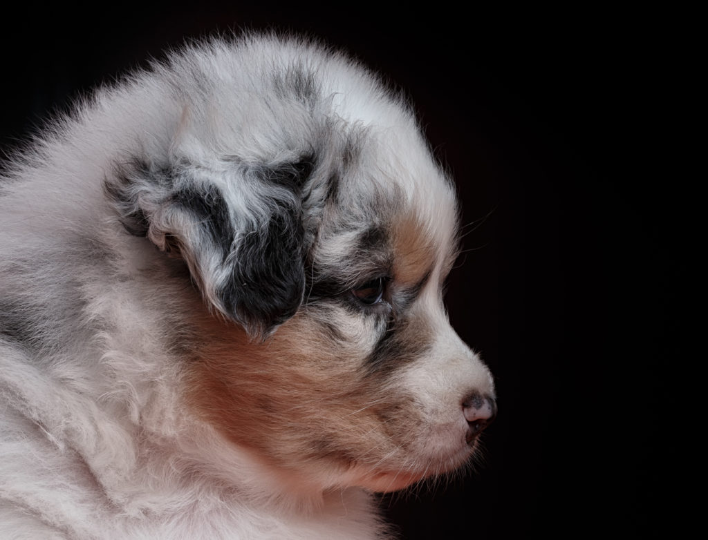 profile picture of an australian shepherd puppy