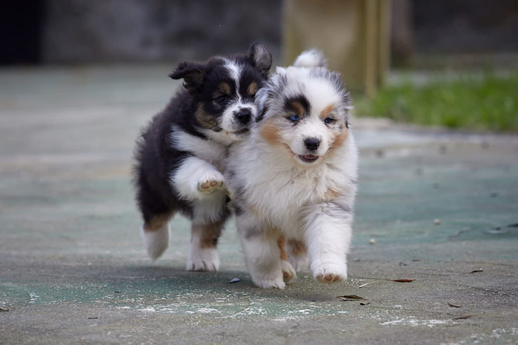 Puppies running