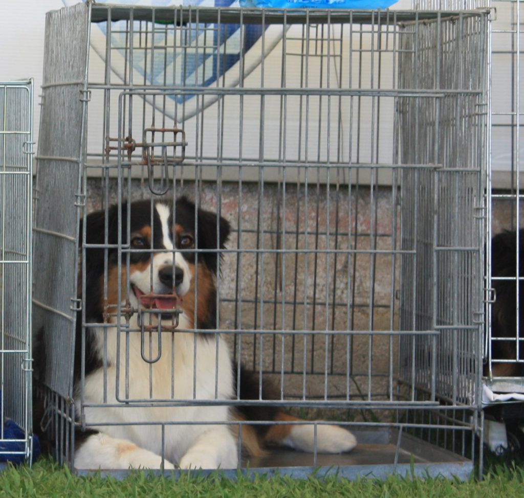 a black tricolor dog in a crate