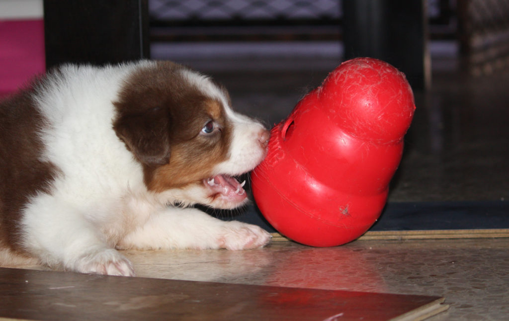 Puppy playing with kong toy
